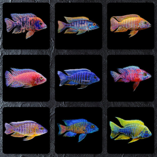 Peacock Cichlid Coaster with Stunning Fractal Art Design. Choose One of 12 Aulonocara Designs