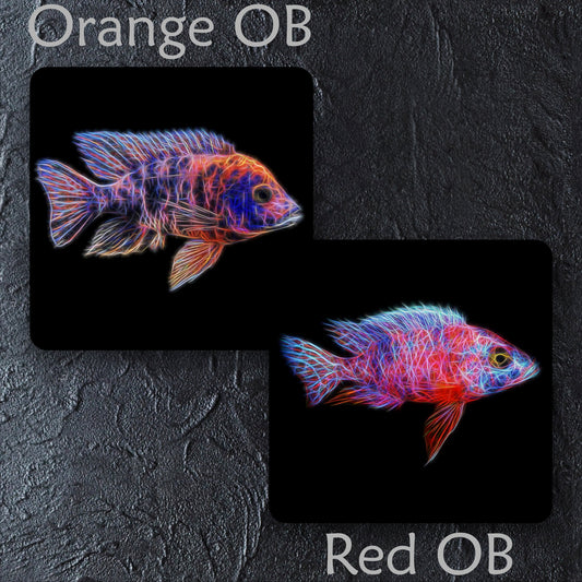 Peacock Cichlid Coaster with Stunning Fractal Art Design. Choose One of 12 Aulonocara Designs