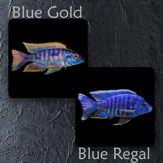 Peacock Cichlid Coaster with Stunning Fractal Art Design. Choose One of 12 Aulonocara Designs