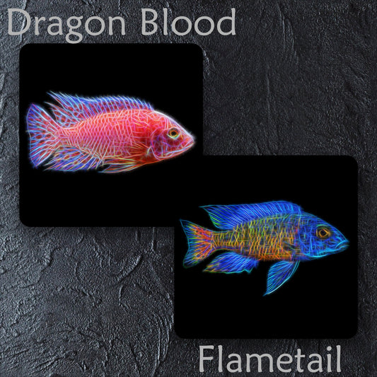 Peacock Cichlid Coaster with Stunning Fractal Art Design. Choose One of 12 Aulonocara Designs