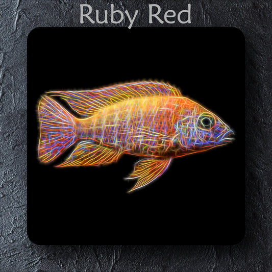 Peacock Cichlid Coaster with Stunning Fractal Art Design. Choose One of 12 Aulonocara Designs