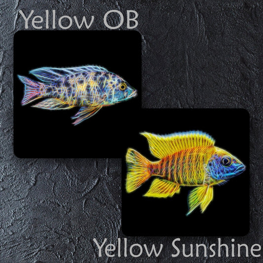 Peacock Cichlid Coaster with Stunning Fractal Art Design. Choose One of 12 Aulonocara Designs