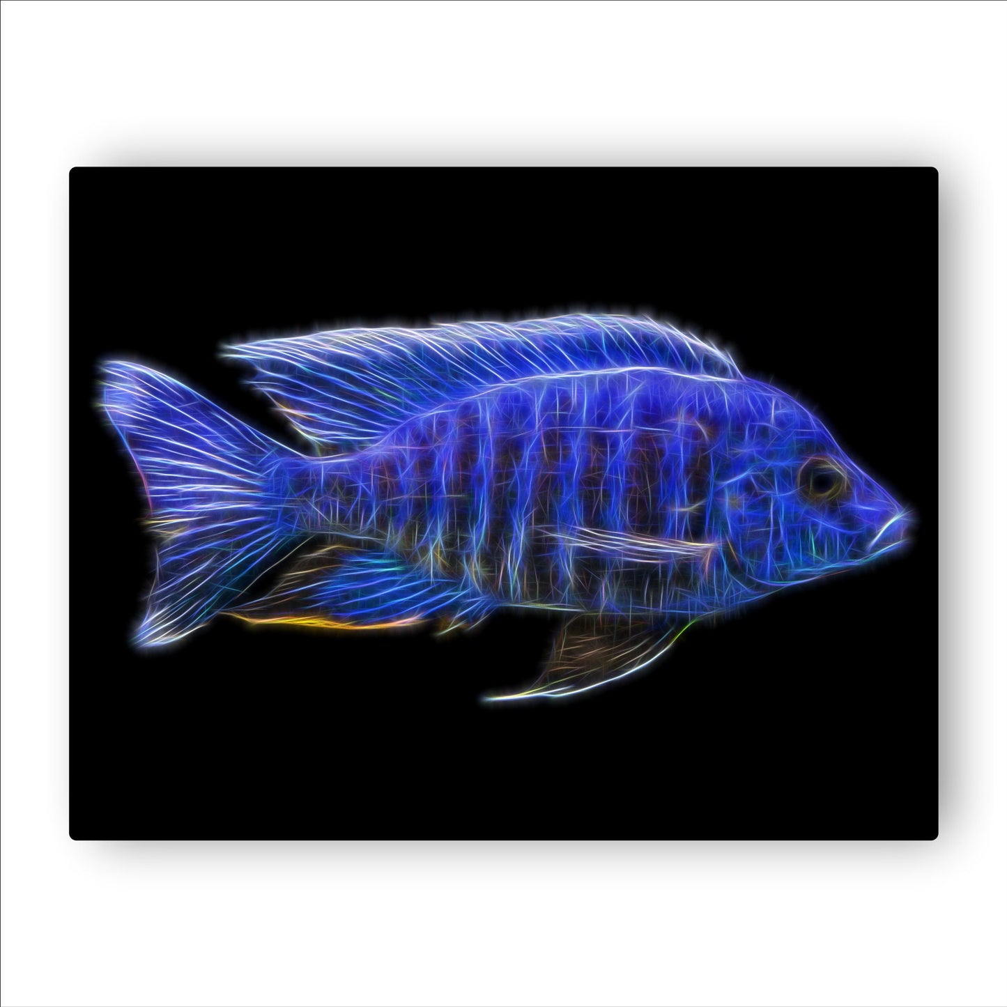 Blue Regal Peacock Cichlid Fish Print with Stunning Fractal Art Design. Aulonocara