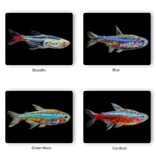 Tetra Fish Prints with Stunning Fractal Art Designs.
