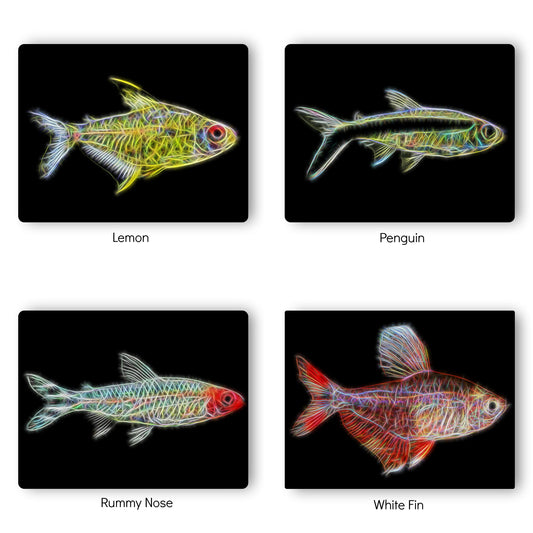 Tetra Fish Prints with Stunning Fractal Art Designs.
