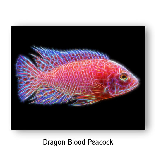 Dragon Blood Peacock Cichlid Fish Print with Stunning Fractal Art Design. Aulonocara