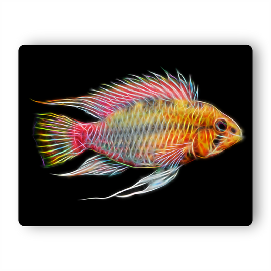 Red Line Dwarf Apistogramma Cichlid Metal Wall Plaque.