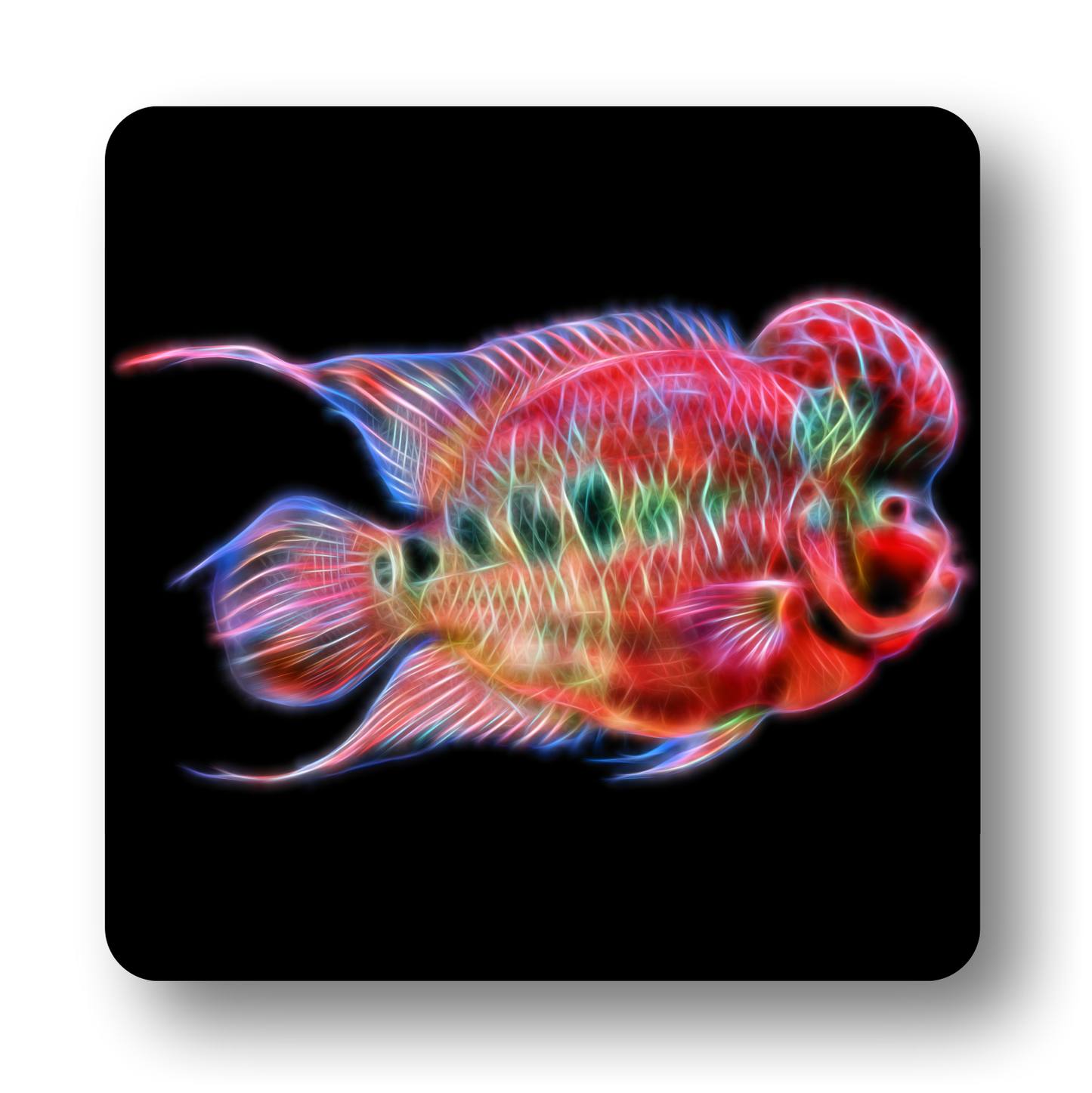 Cichlid Fish Coasters - Various Designs