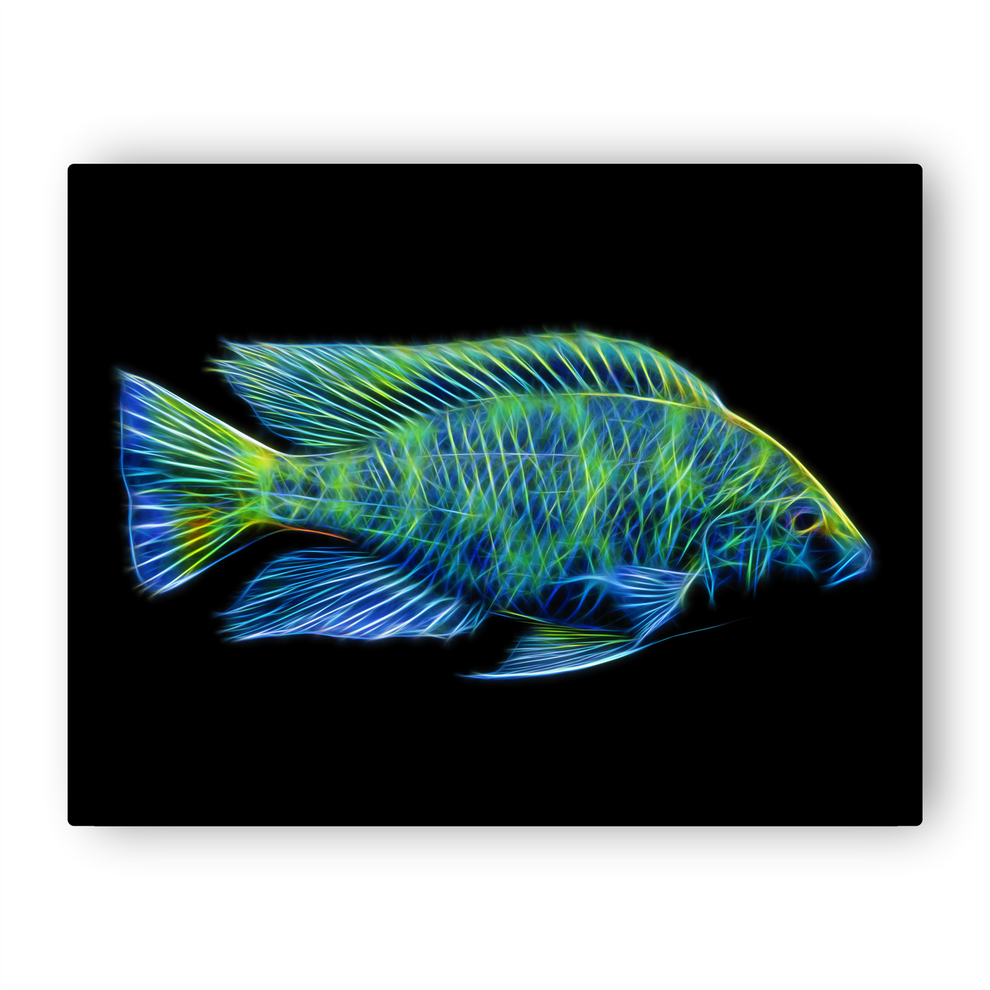 Giraffe Cichlid Print Nimbochromis venustus