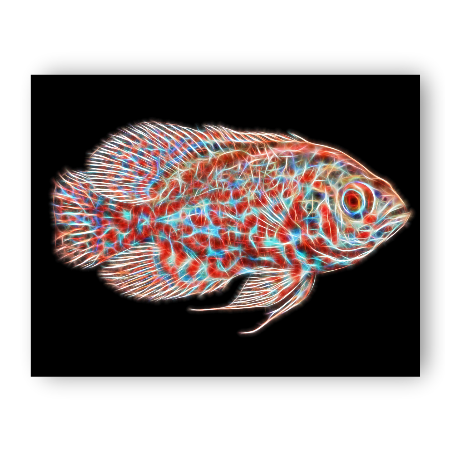 Oscar Cichlid Aluminium Metal Wall Plaque with Stunning Fractal Art Design.