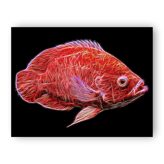 Oscar Cichlid Aluminium Metal Wall Plaque with Stunning Fractal Art Design.