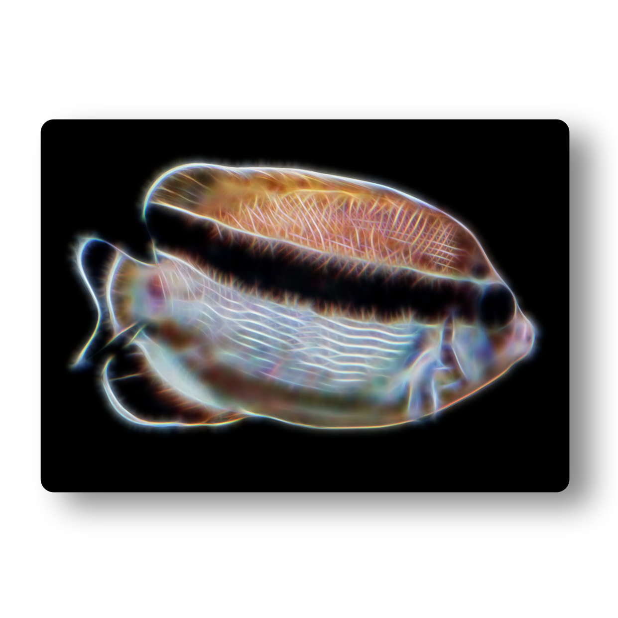 Bandit Angelfish Fractal Art