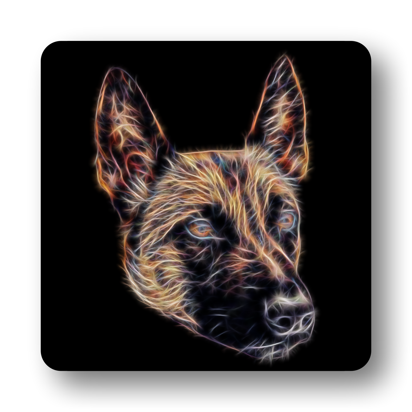 Belgian Malinois Coaster