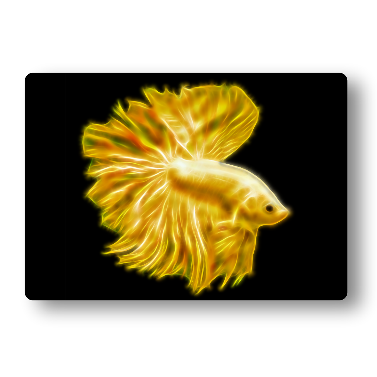 Yellow Rosetail Betta