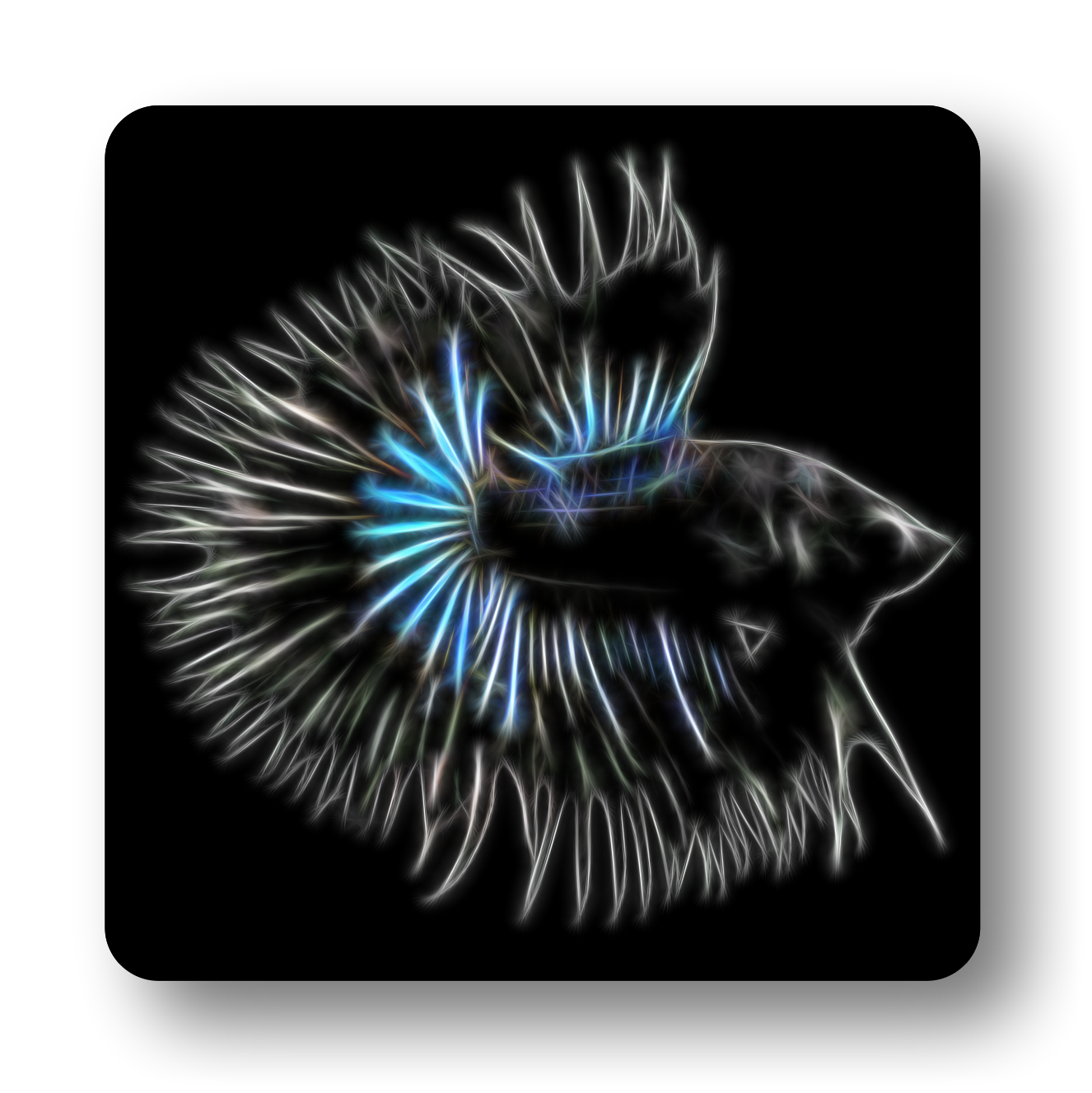 Black Half Sun Betta coaster