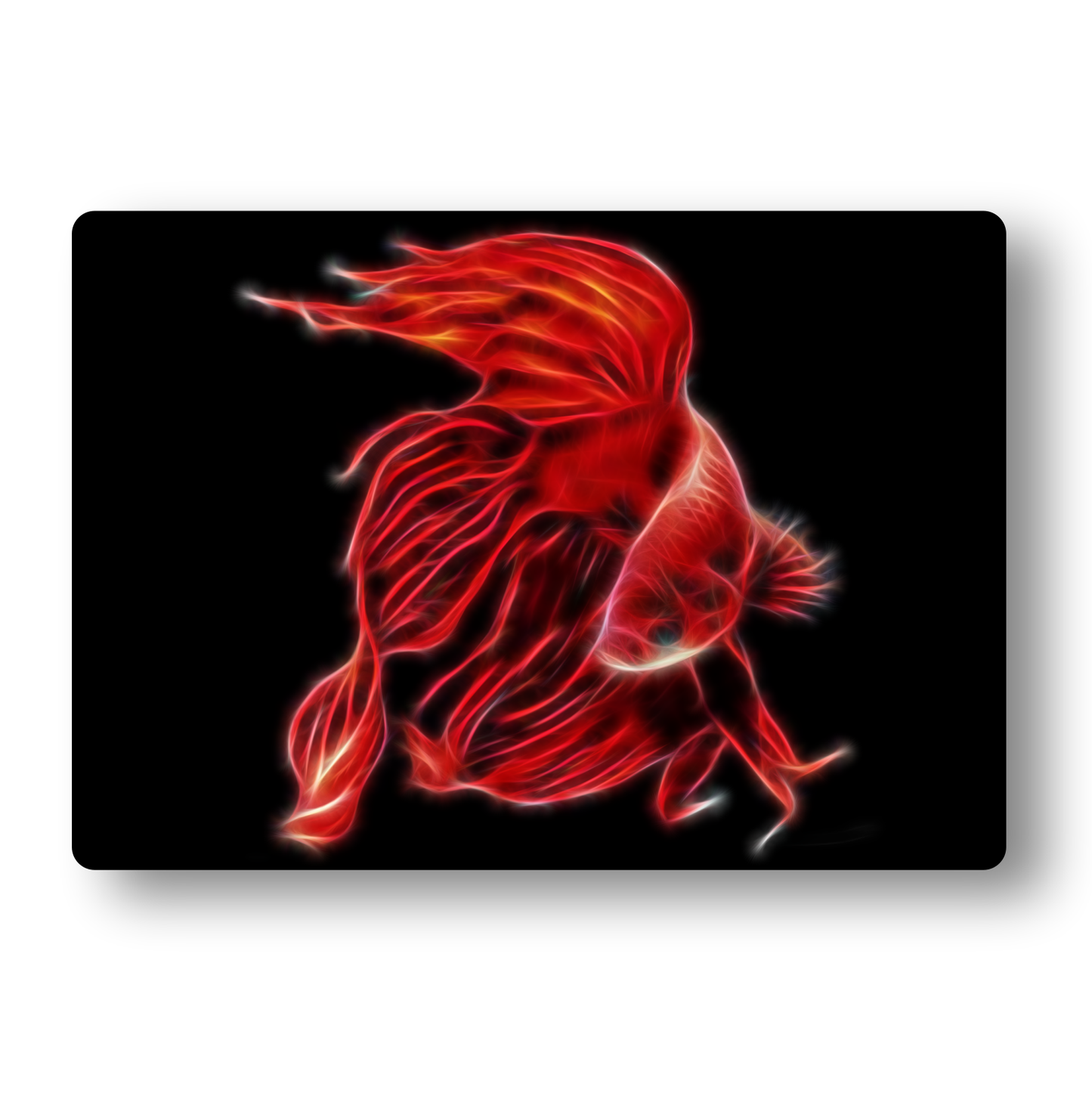 Red Veil Tail Betta