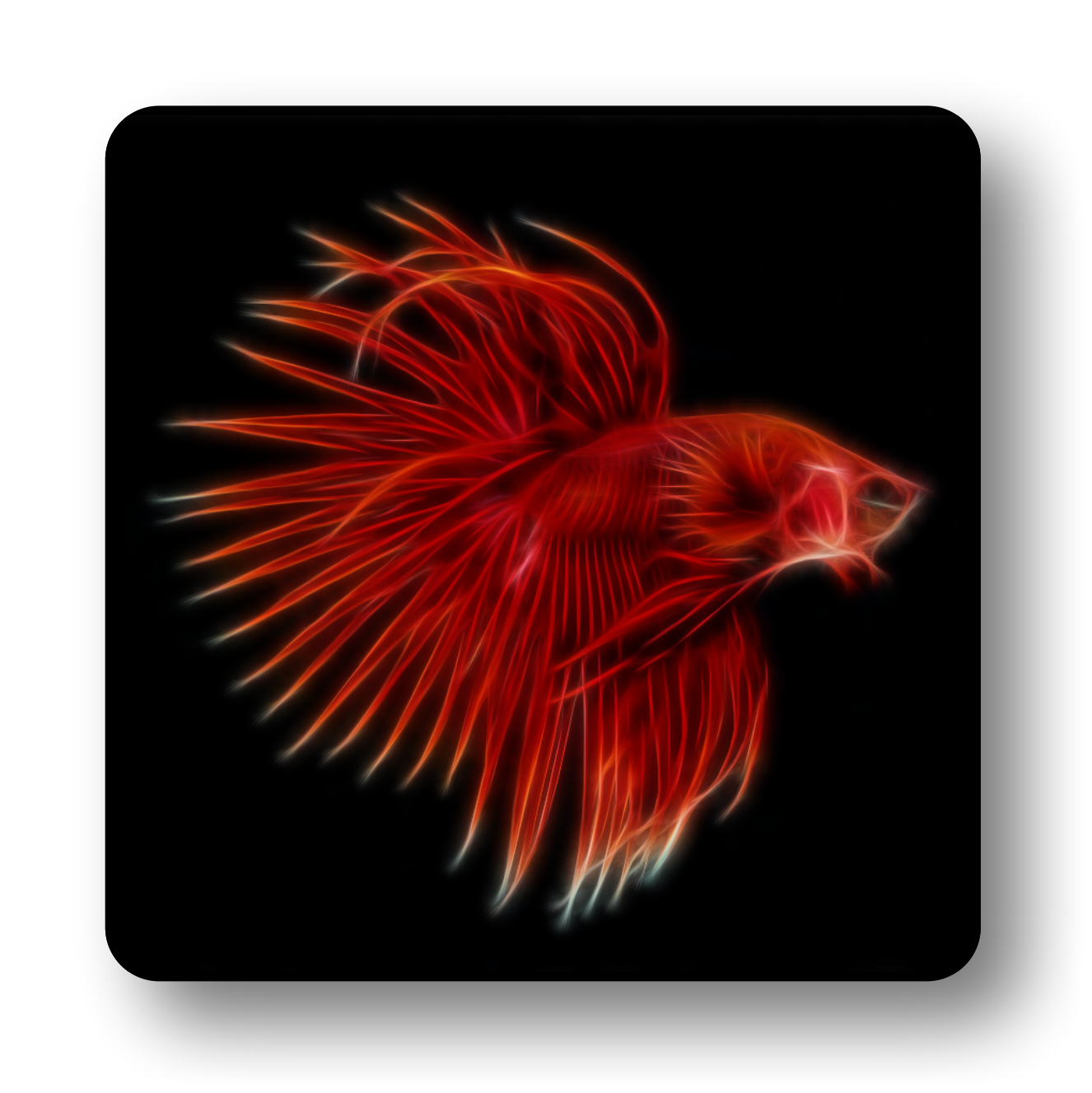 Betta Fish Coasters - Various Designs