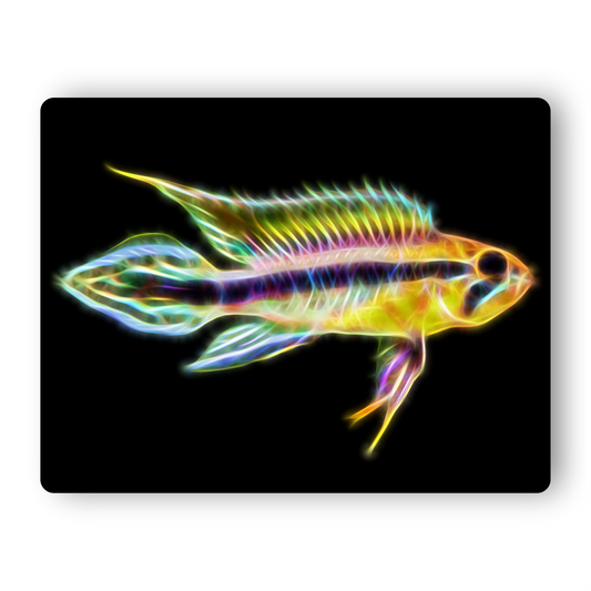 Pearl Blue Apistogramma Cichlid Fish Metal Wall Plaque.