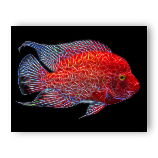 Red Texas Cichlid Print