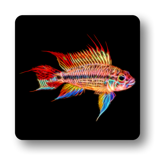 Cichlid Fish Coasters - Various Designs