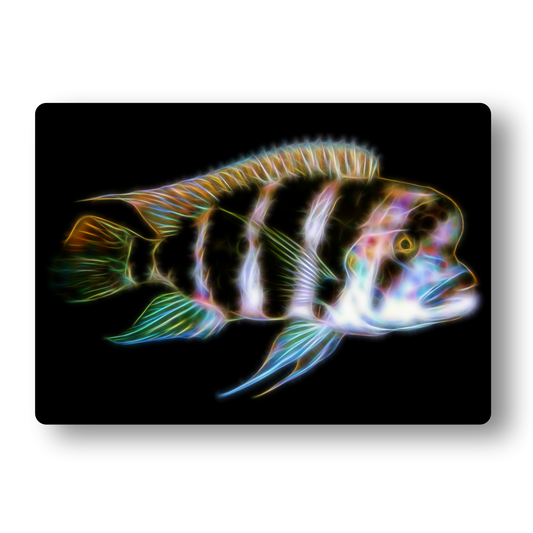 Cichlid (Frontosa) Fractal Art Metal Wall Plaque