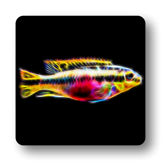 Cichlid Fish Coasters - Various Designs