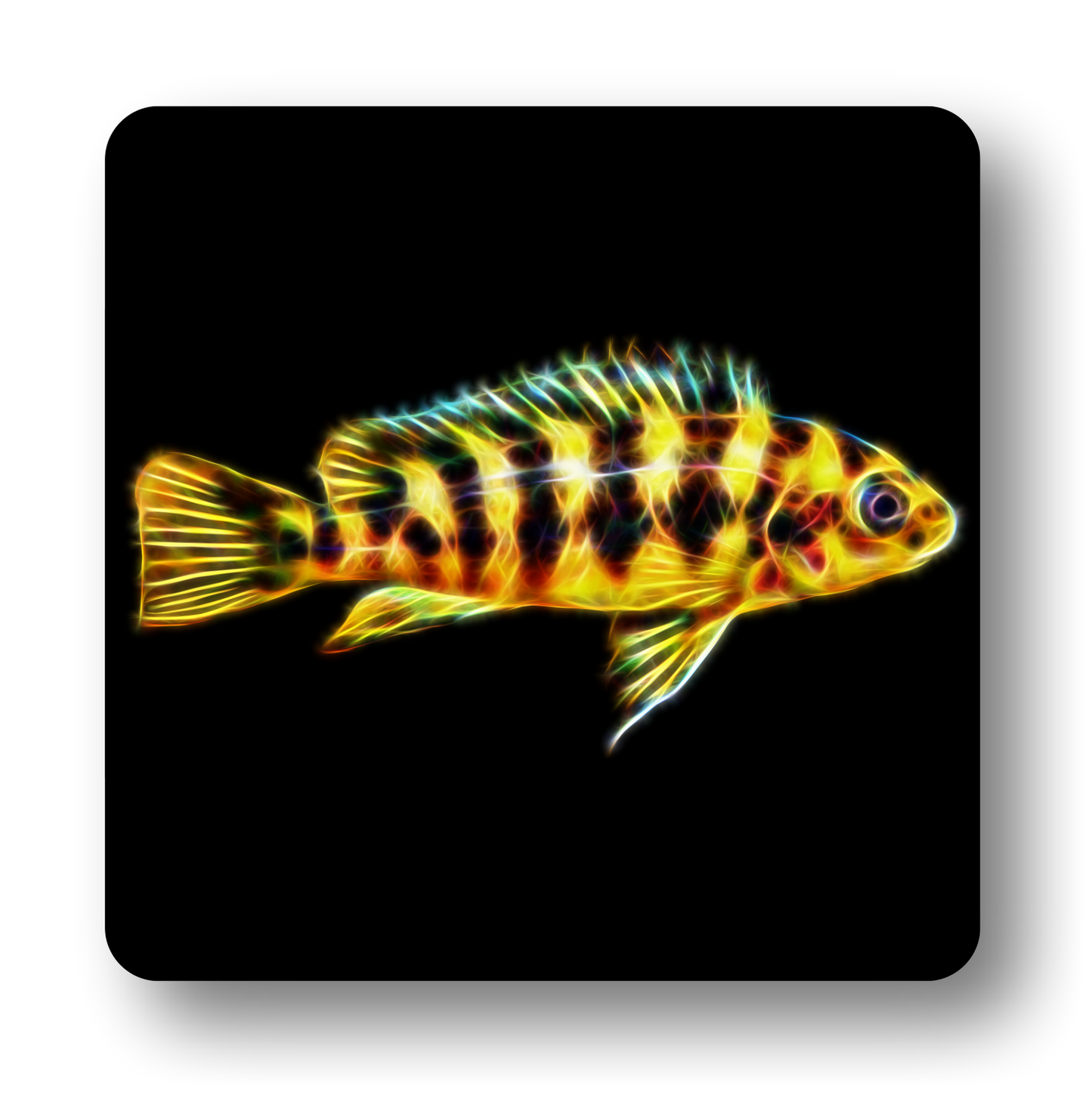 Cichlid Fish Coasters - Various Designs
