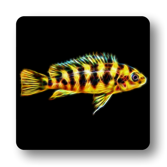Cichlid Fish Coasters - Various Designs
