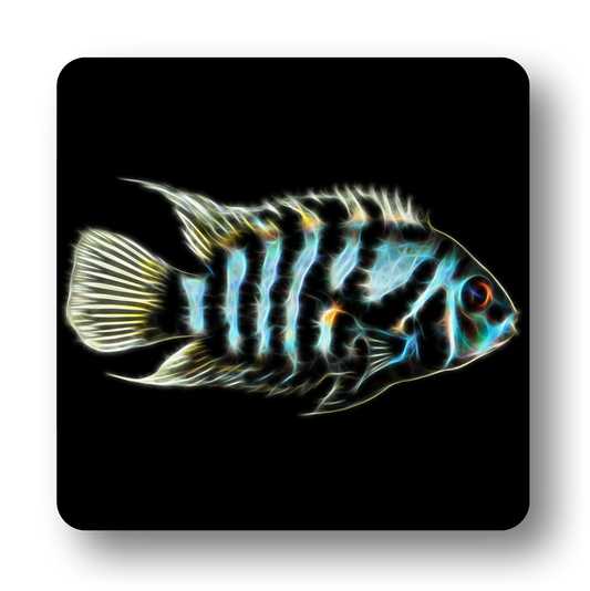 Cichlid Fish Coasters - Various Designs