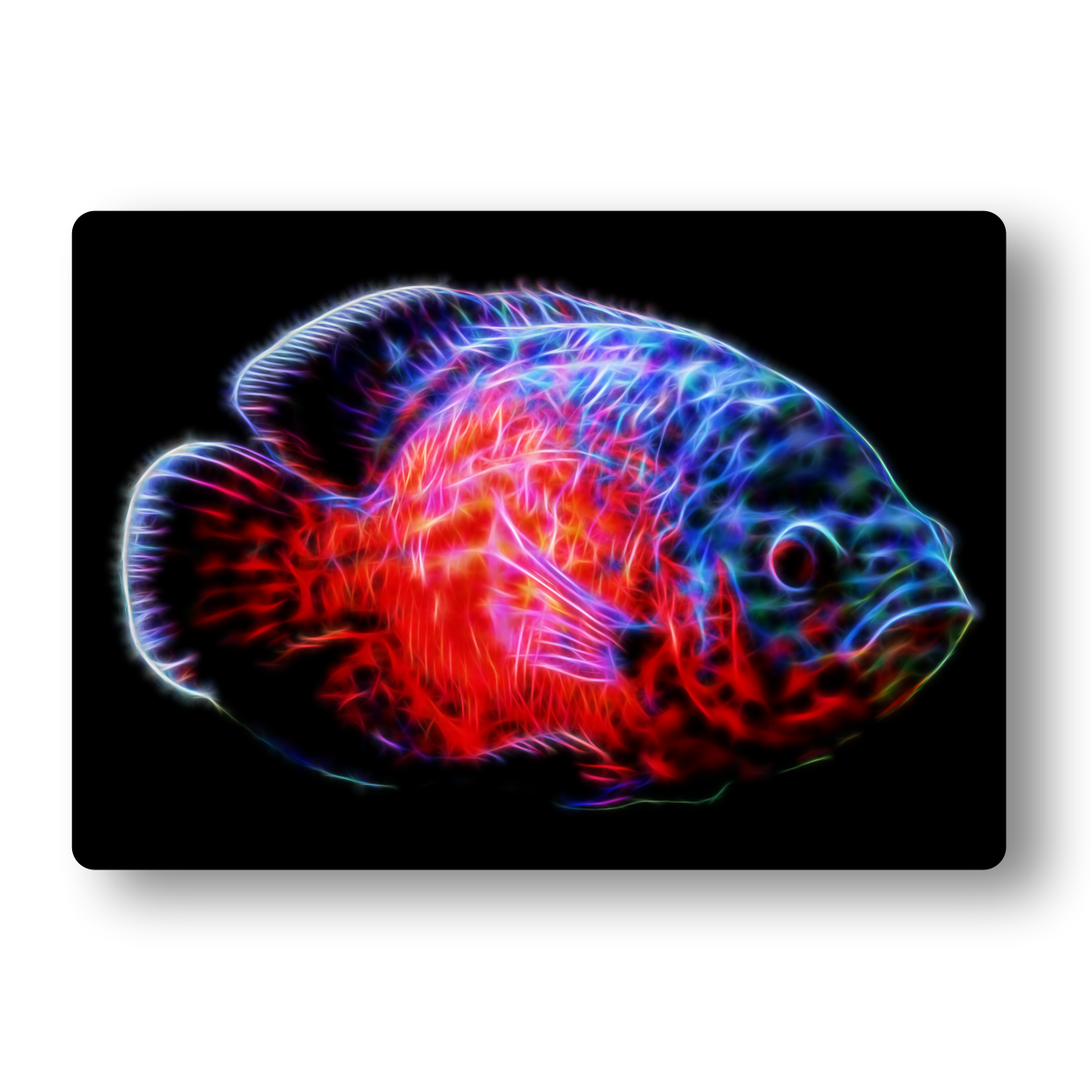 Cichlid (Red Oscar) Fractal Art Metal Wall Plaque