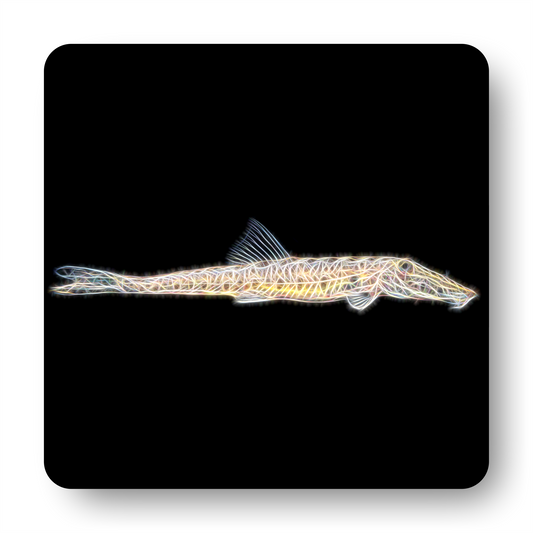 Horsehead Loach Coaster