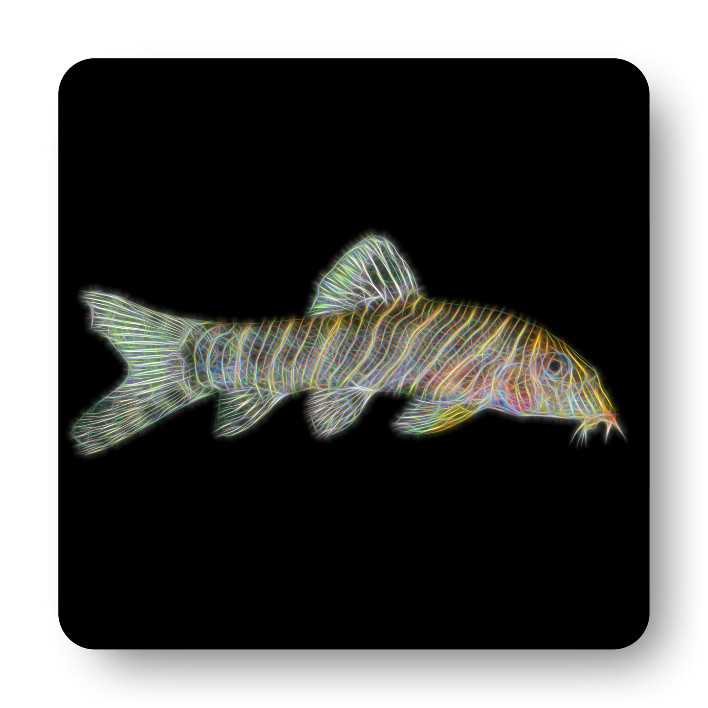 Zebra Loach Coaster