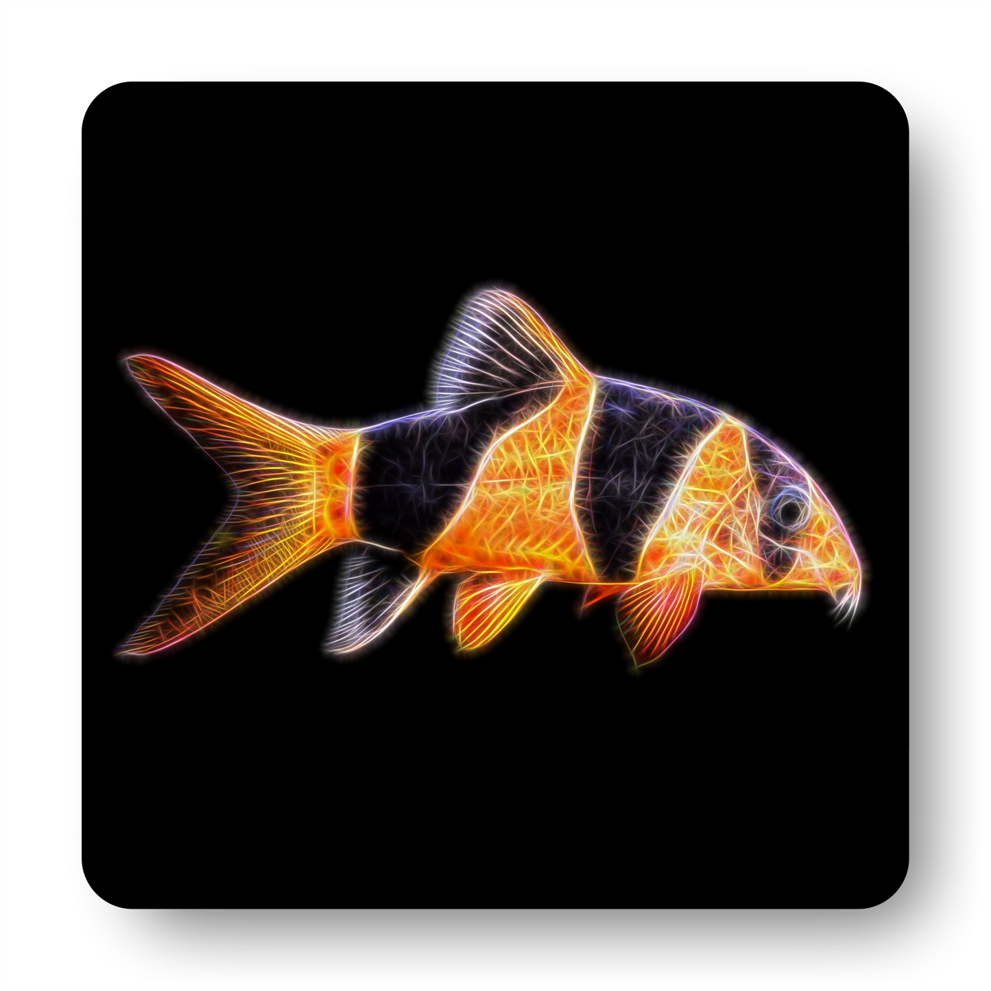 Clown Loach Coaster