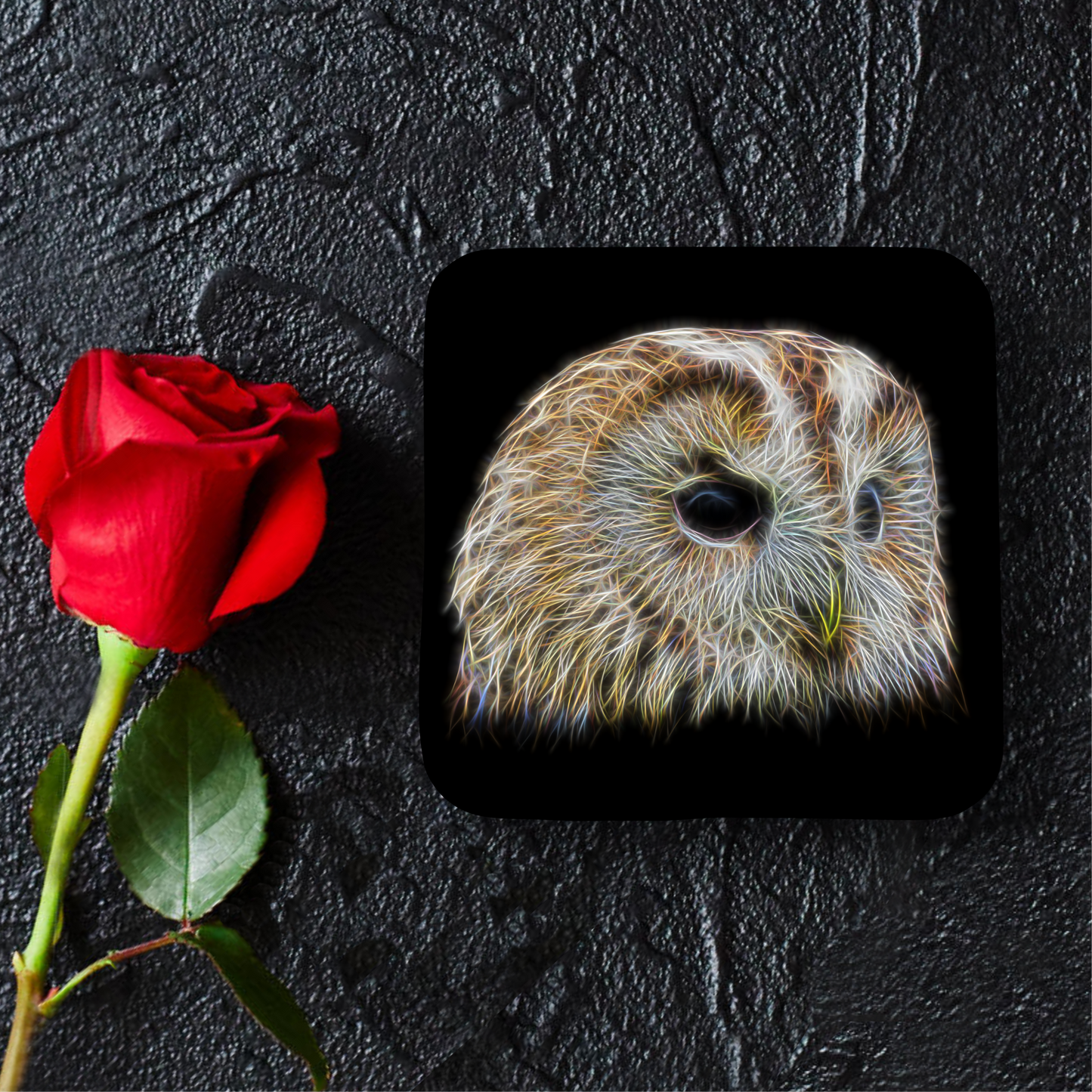 Owl Coaster