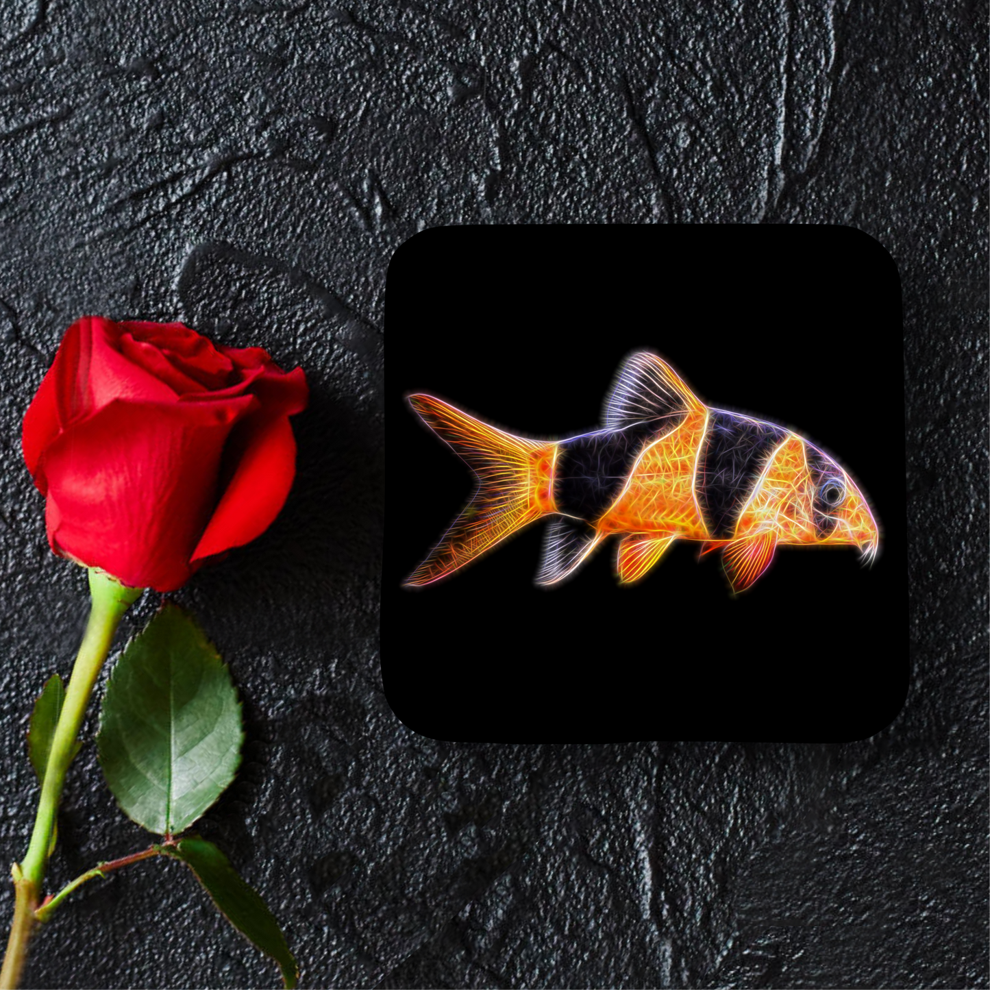 Clown Loach Coaster