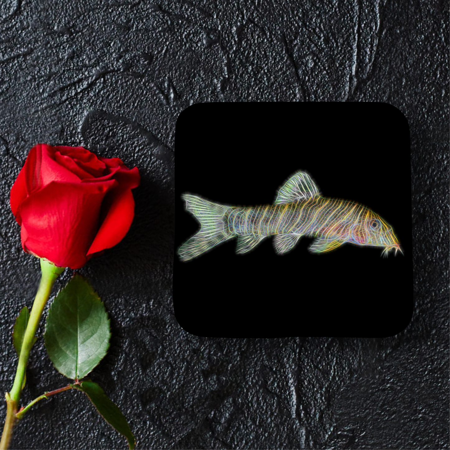 Zebra Loach Coaster