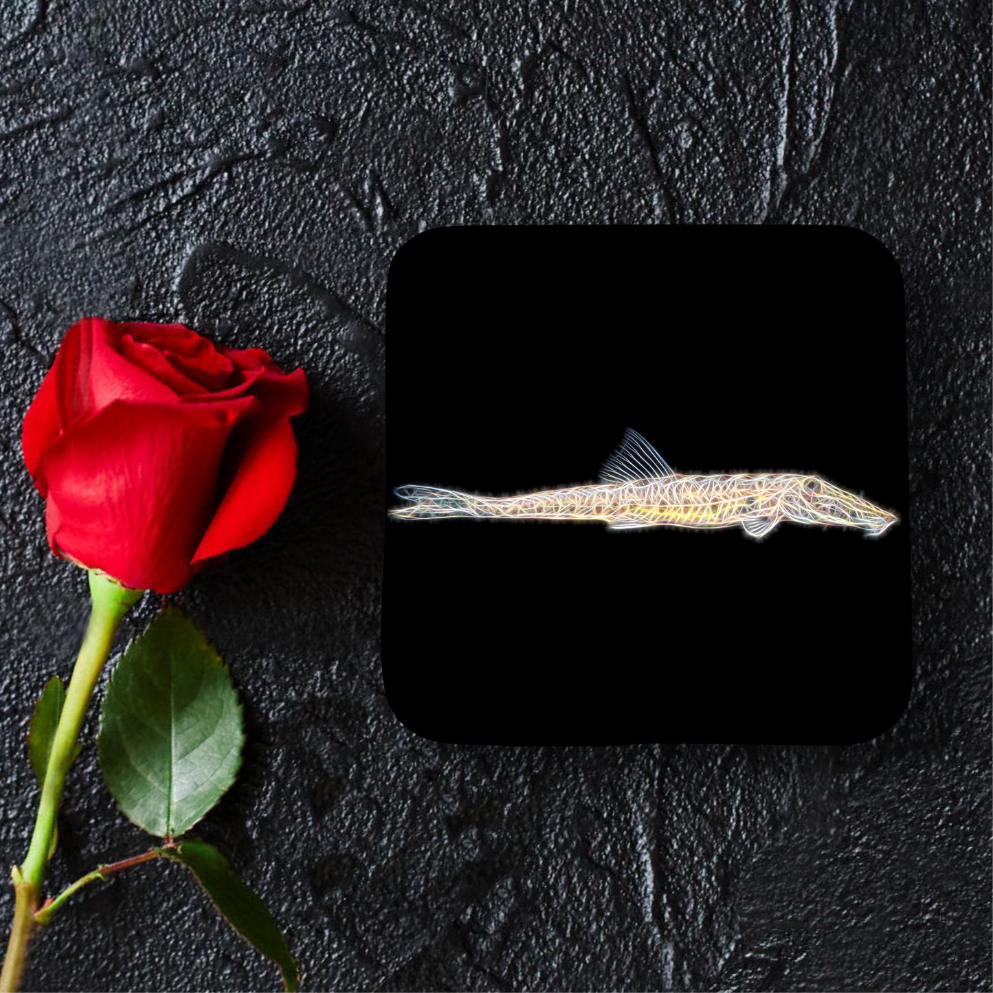 Horsehead Loach Coaster
