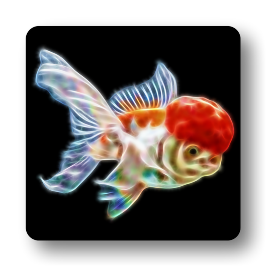 Oranda Goldfish Coaster