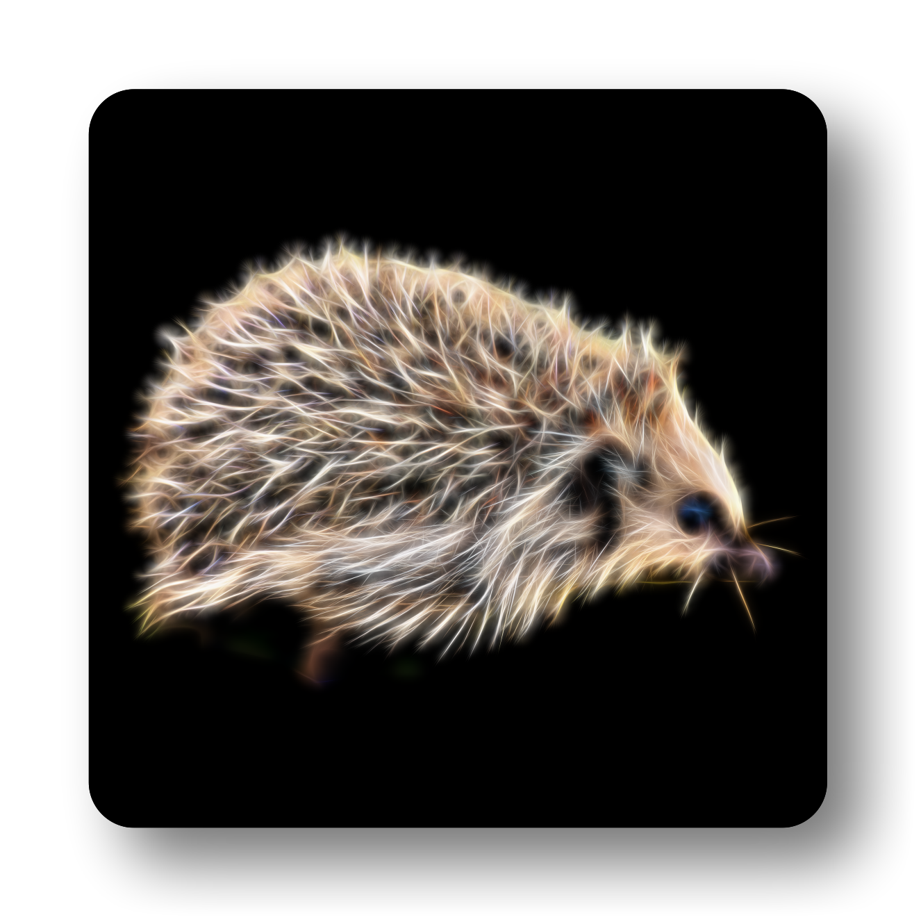Hedgehog Coaster