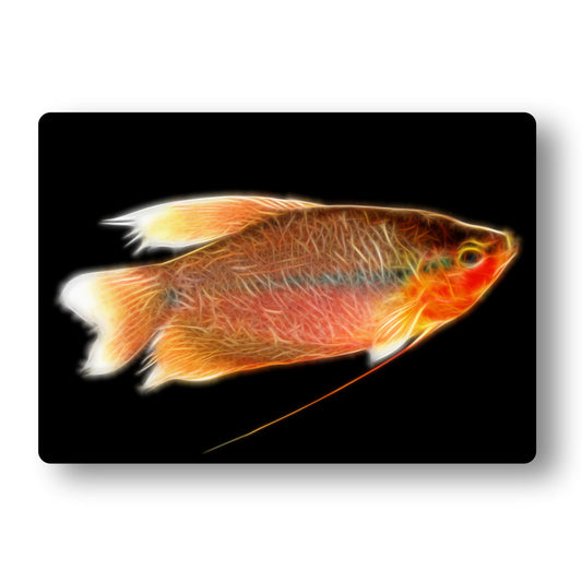 Pearl Gourami Fish Aluminium Metal Wall Plaque