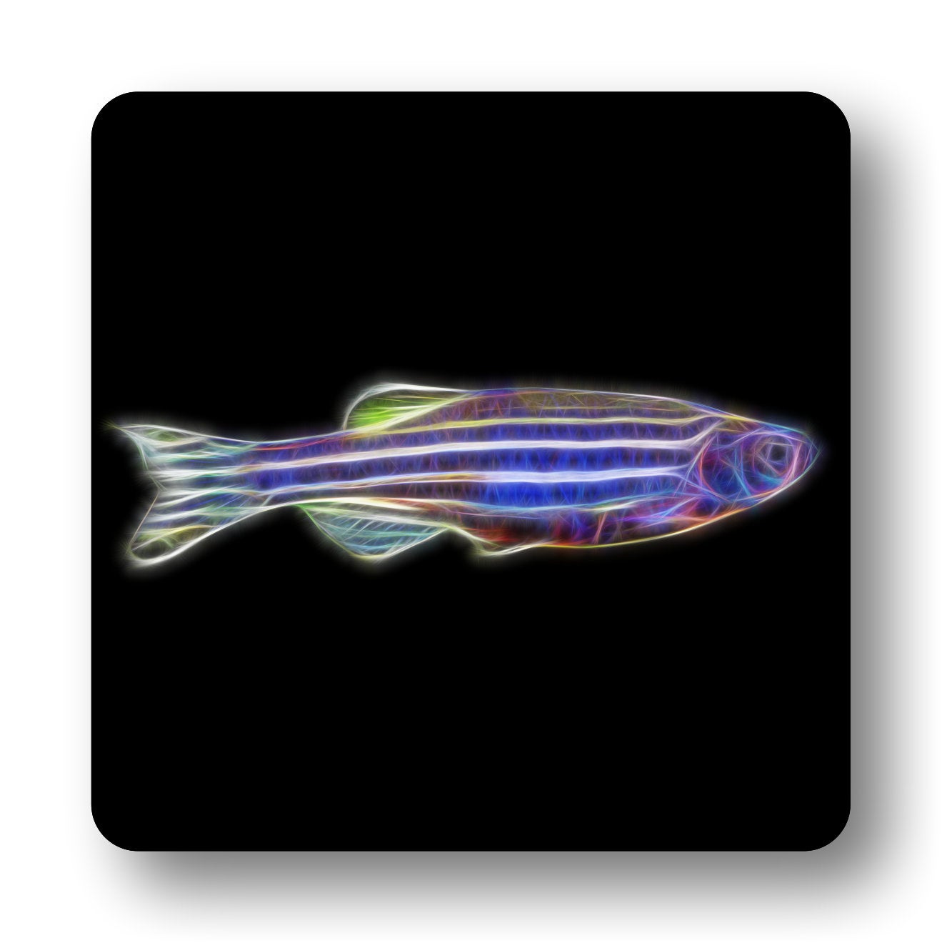 Zebra Danios Fish Metal Wall Plaque with Stunning Fractal Art Design. Also available as Mouse Pad, Keychain or Coaster.