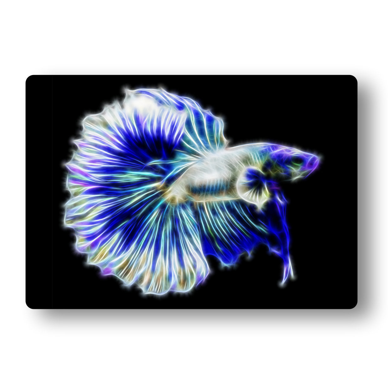 White and Blue Over Halfmoon Betta Aluminium Metal Wall Plaque
