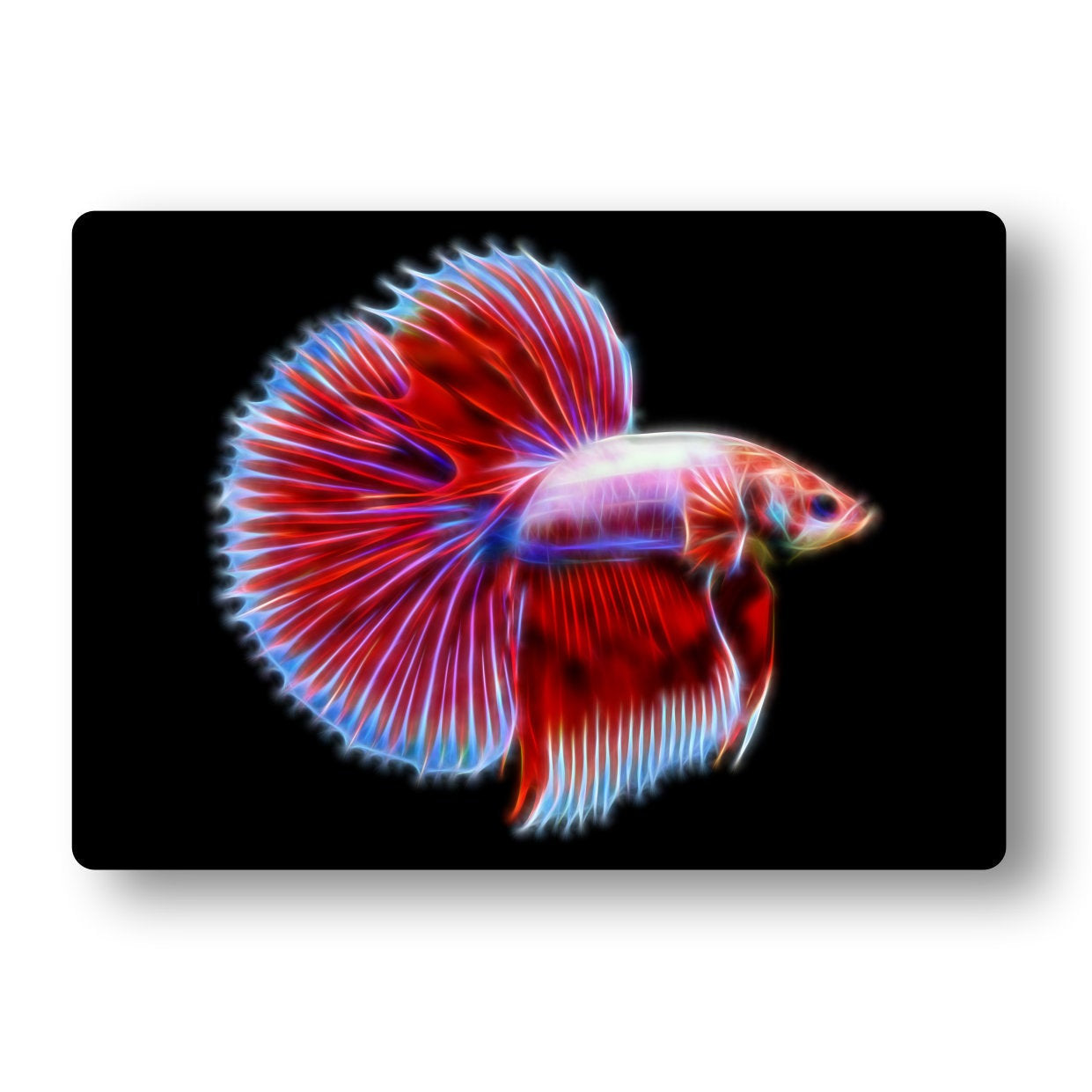 Red and Blue Super Delta Betta Aluminium Metal Wall Plaque