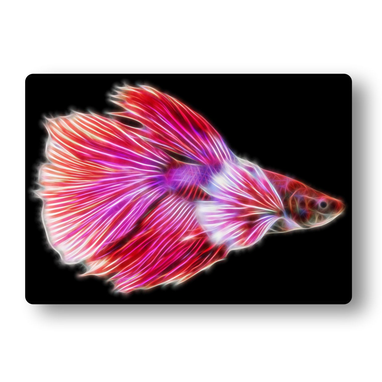 Red Dumbo Ear Betta Aluminium Metal Wall Plaque