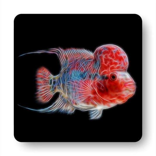 Flowerhorn Cichlid Coasters