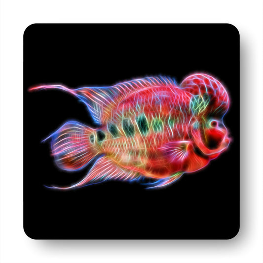 Flowerhorn Cichlid Coasters