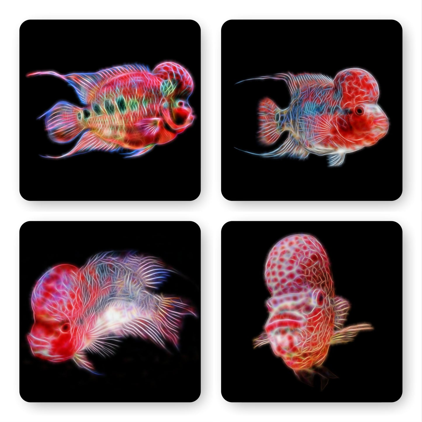 Flowerhorn Cichlid Coasters