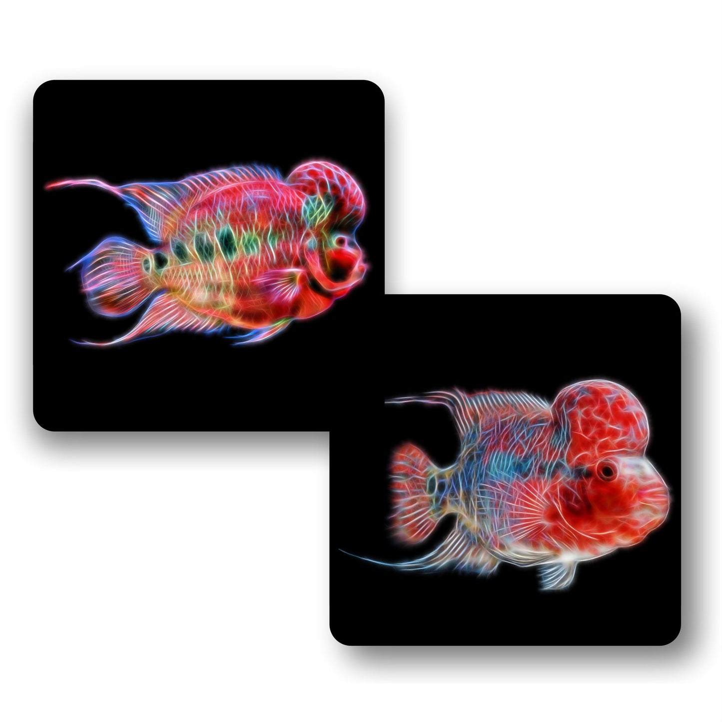 Flowerhorn Cichlid Coasters