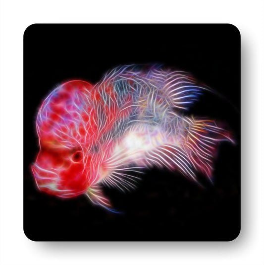 Flowerhorn Cichlid Coasters