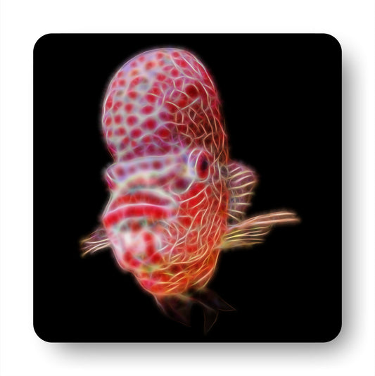 Flowerhorn Cichlid Coasters